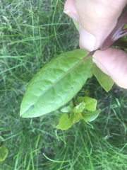 Plant / weed id please