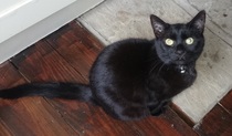 Can I become a person who is entirely unafraid of cats?