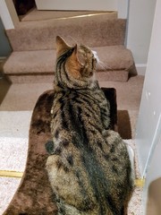 Cat has spots and stripes? (Pics)