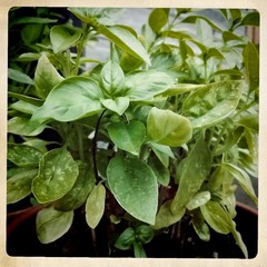 Can't seem to grow basil. Please help!