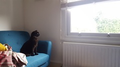 To ask you to help me name my cat?