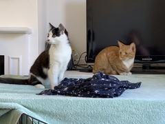 Cats very very nervous, have we done the right thing?