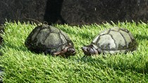 What pets do you have and do your kids help with them
