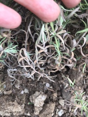 Eek Have I killed my lavender??