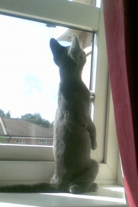 Is she a Russian Blue or have I been ripped off?