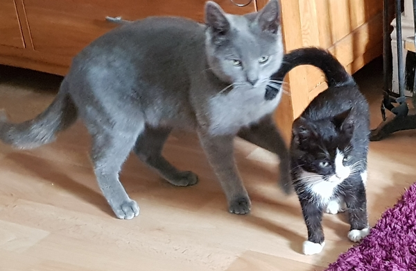 Bringing a stray indoors overnight prior to spaying