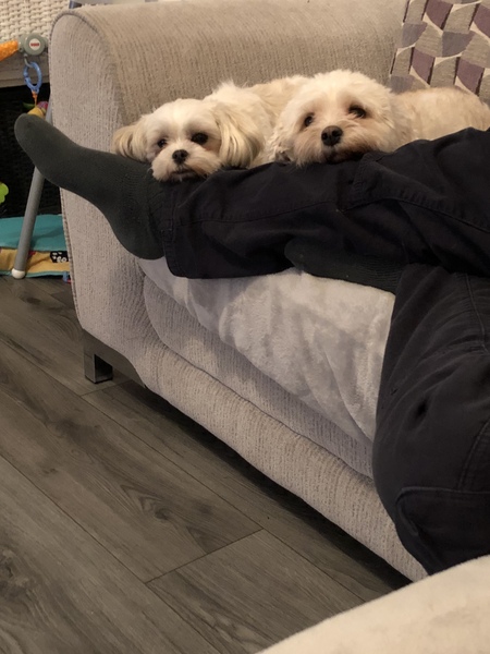 Who fancies sharing pics of their dogs?