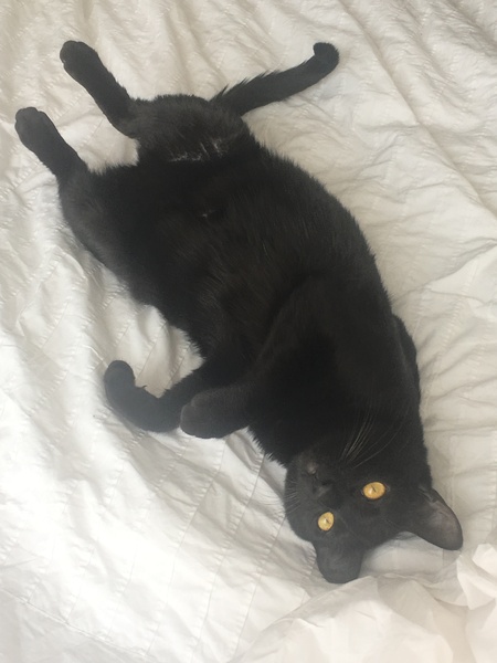 National Black Cat Day!
