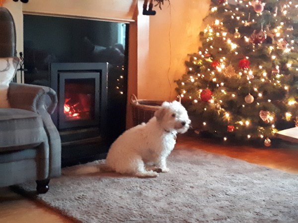Christmas tree decorations