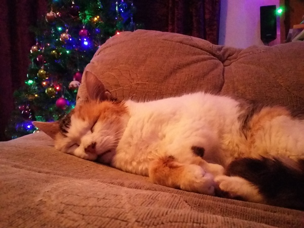 Show me your favourite pictures of your cats
