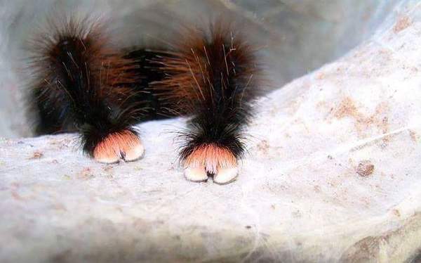 To say this is the biggest spider in the world WARNING spiders TRIGGER spiders