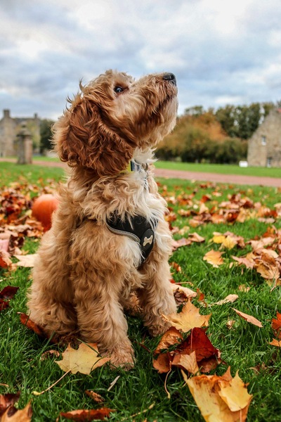 Who fancies sharing pics of their dogs?