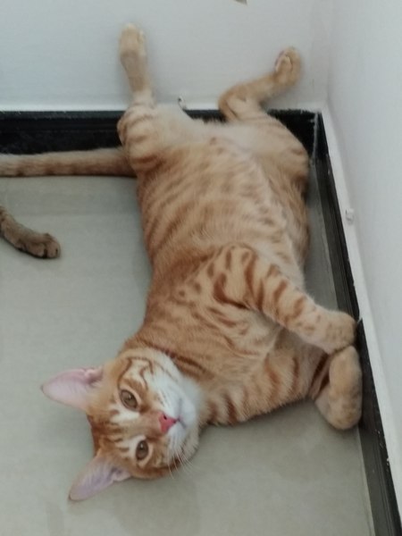 Look at this fine figure of a cat!
