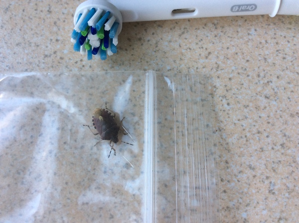 To not want to go back in room i found this bug in!