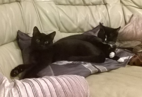 National Black Cat Day!
