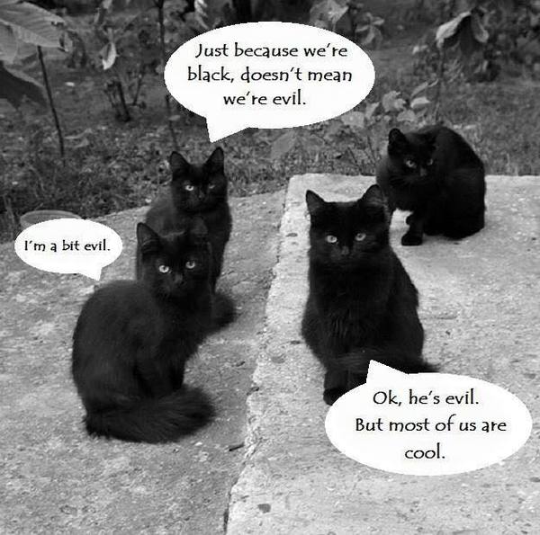 What gender is your dog or cat?