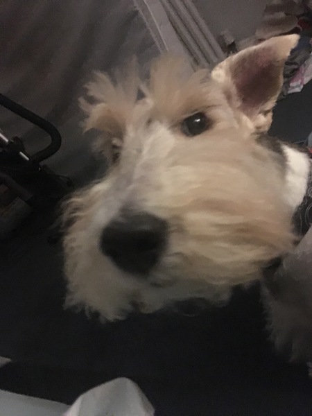 Who fancies sharing pics of their dogs?