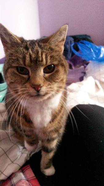 Missing our lovely cat