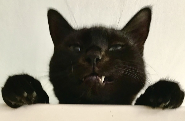 Show me your favourite pictures of your cats