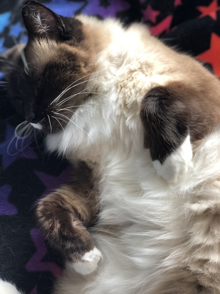 Look at this fine figure of a cat!