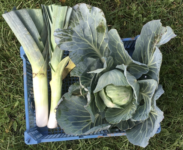 Allotment?Veg Patch Thread 13! Are we weathering the weather?