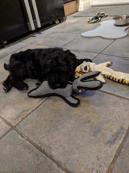 Puppy Survival Thread Part 6