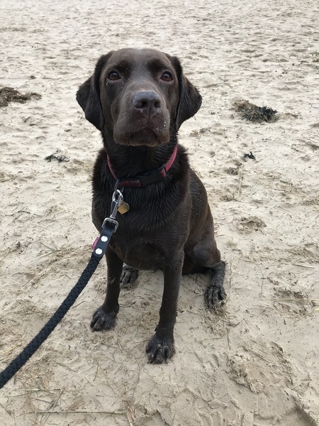Who fancies sharing pics of their dogs?