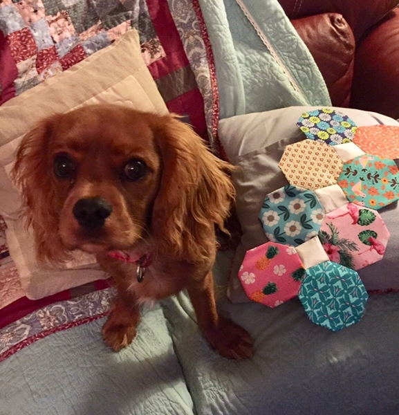 CANCER SUPPORT THREAD 65 - for anyone with cancer or waiting for cancer tests (pets welcome!)