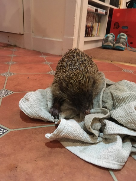 My first hedgehog.