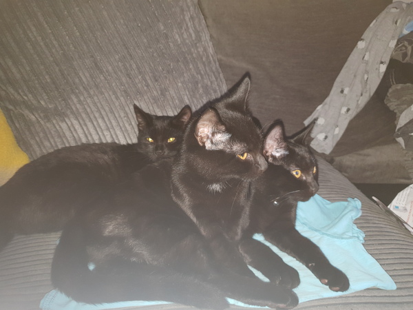To show you my soft purring puss cat !