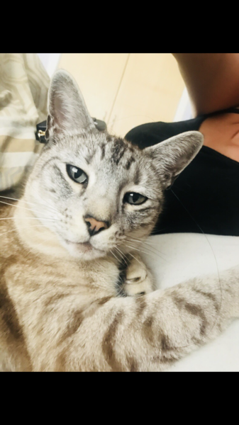 To ask you to talk to me about Bengal cats?