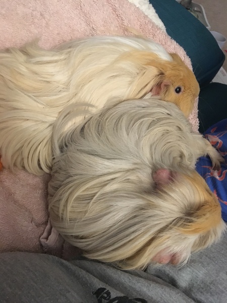 My pig, the supermodel