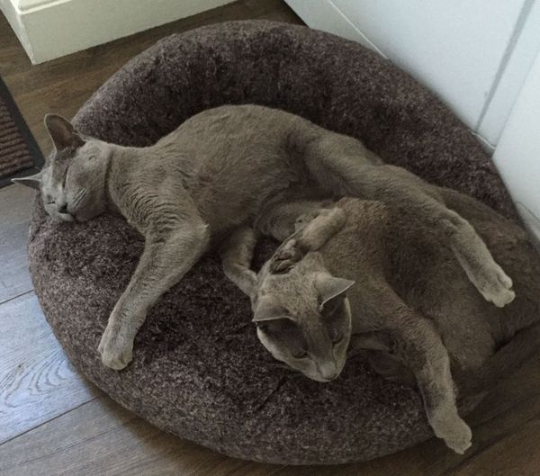 Is she a Russian Blue or have I been ripped off?