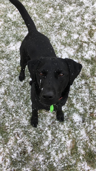 Labrador owners/experts. Please read...