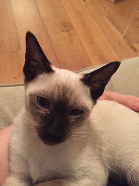 Siamese