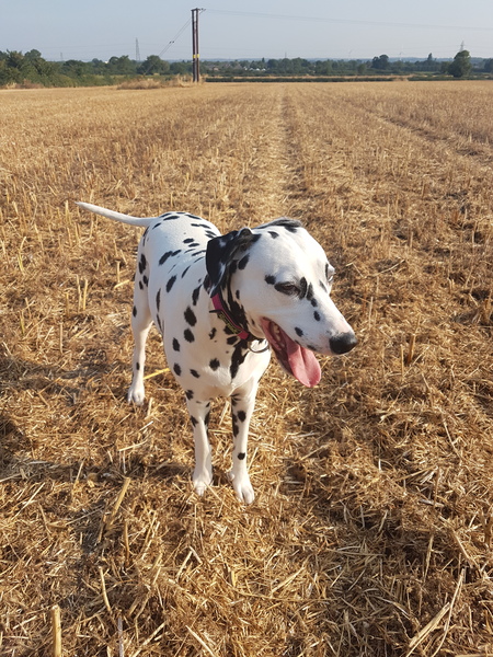 Dalmatian names