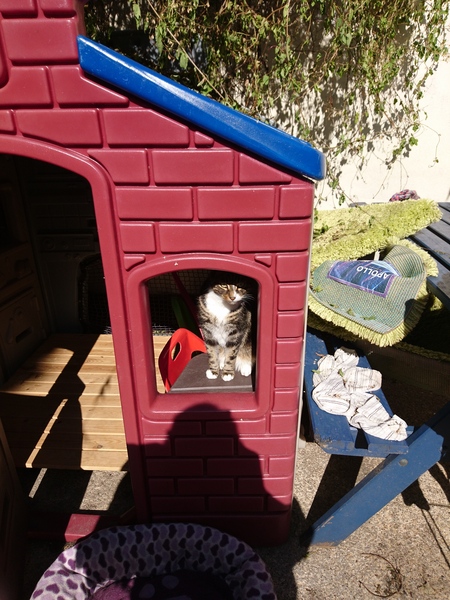 To show you my soft purring puss cat !
