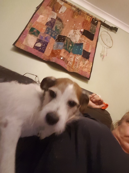 Who fancies sharing pics of their dogs?