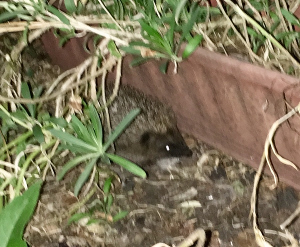 My first hedgehog.