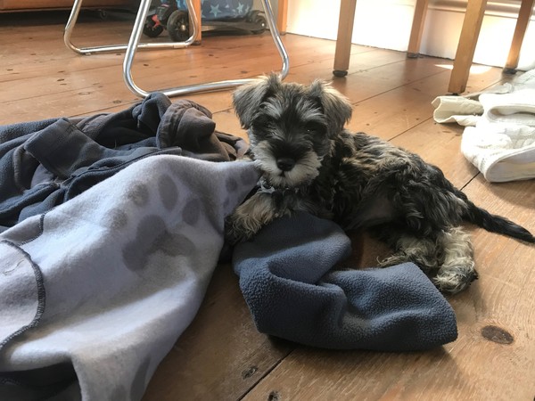 Puppy food for mini schnauzer