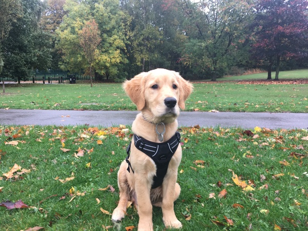 Who fancies sharing pics of their dogs?