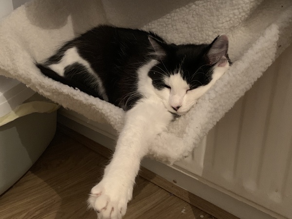 What's your DCat up to today? (Thread 7!)