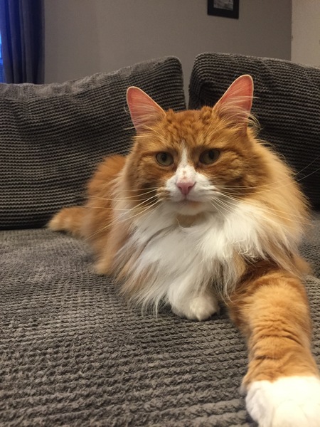 Fin you have a ginger cat, what’s his personality?