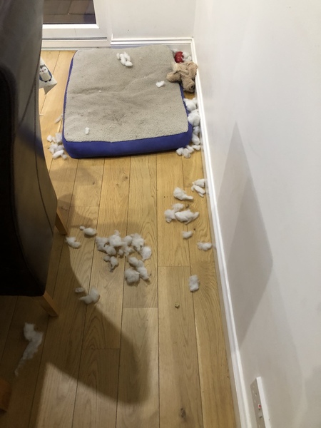 General Dog Chat 4
