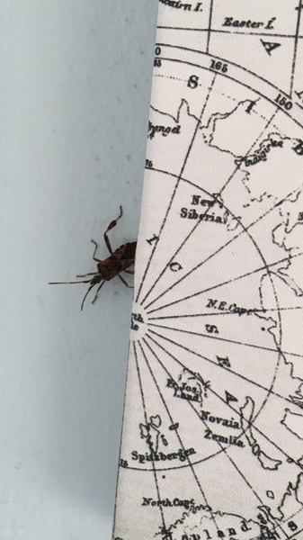 What is this bug? Warning includes picture of bug