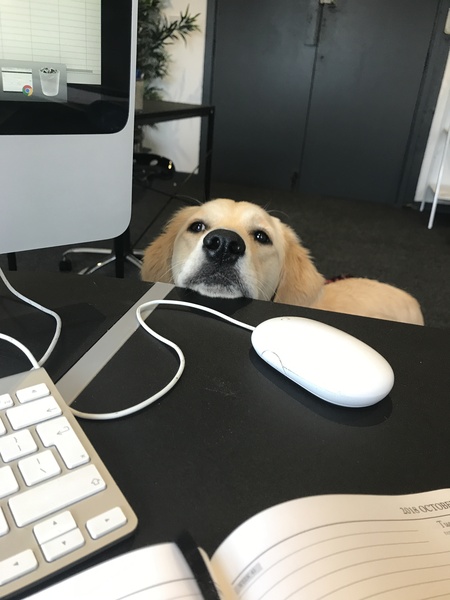 Are your pets employed?