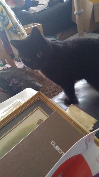 National Black Cat Day!