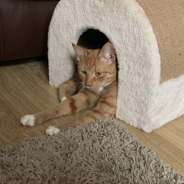 What's your DCat up to today? (Thread 7!)