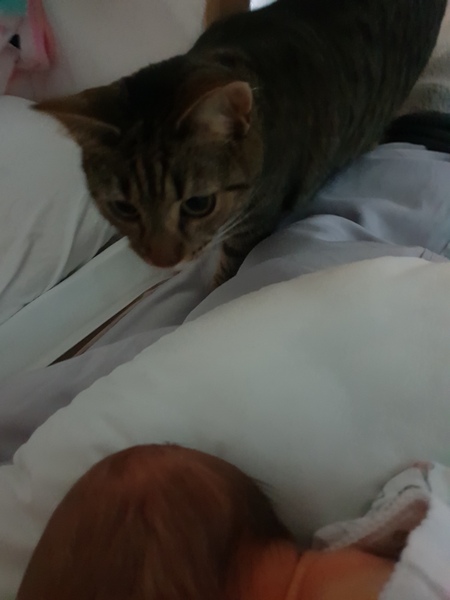 What's your DCat up to today? (Thread 7!)