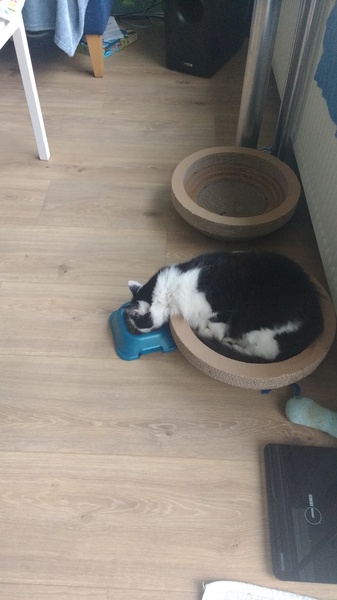 What's your DCat up to today? (Thread 7!)